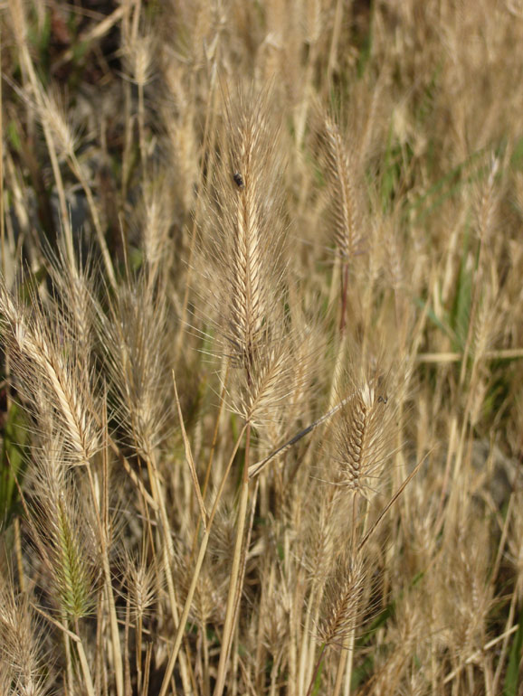 Hordeum marinum / Orzo marittimo