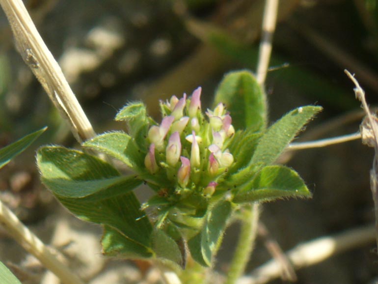 Quale trifolium? Trifolium lappaceum e Trifolium squamosum