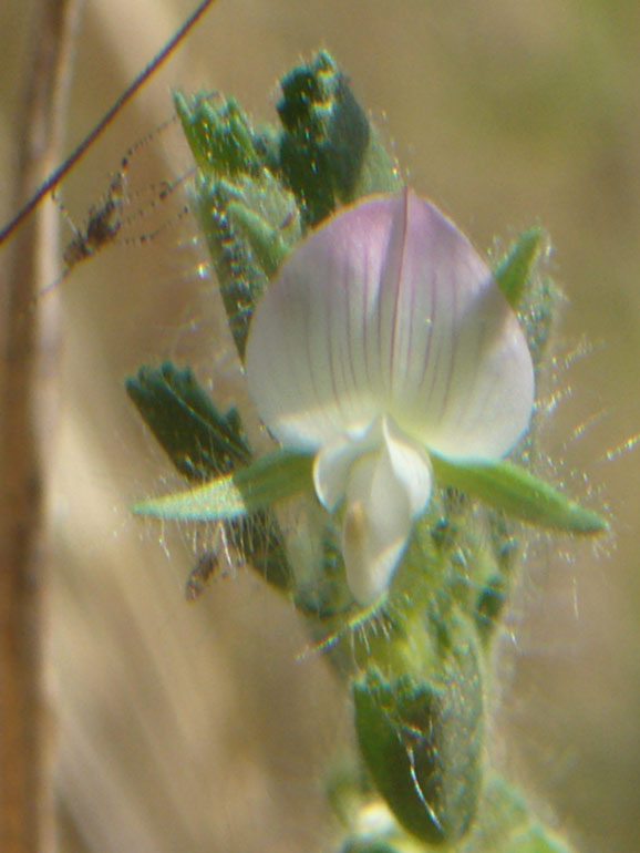 Ononis reclinata / Ononide reclinata