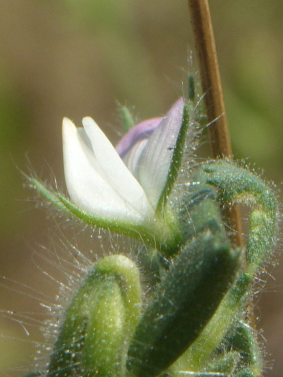 Ononis reclinata / Ononide reclinata