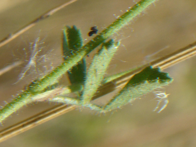 Ononis reclinata / Ononide reclinata