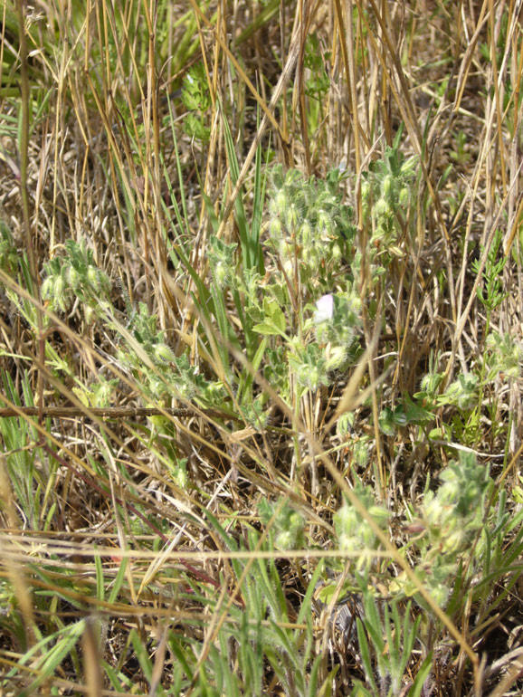 Ononis reclinata / Ononide reclinata