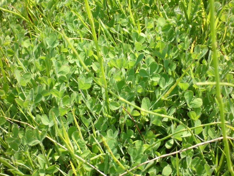 Quale trifolium? Trifolium lappaceum e Trifolium squamosum