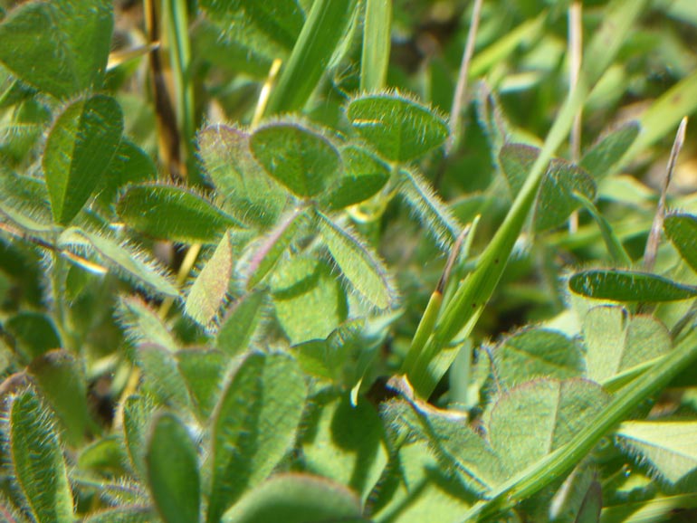Quale trifolium? Trifolium lappaceum e Trifolium squamosum
