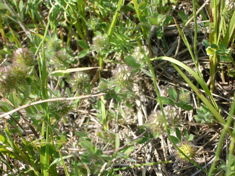 Quale trifolium? Trifolium lappaceum e Trifolium squamosum