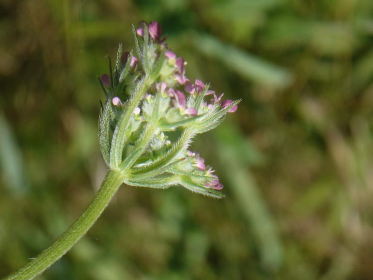 Tordylium maximum / Ombrellini maggiori