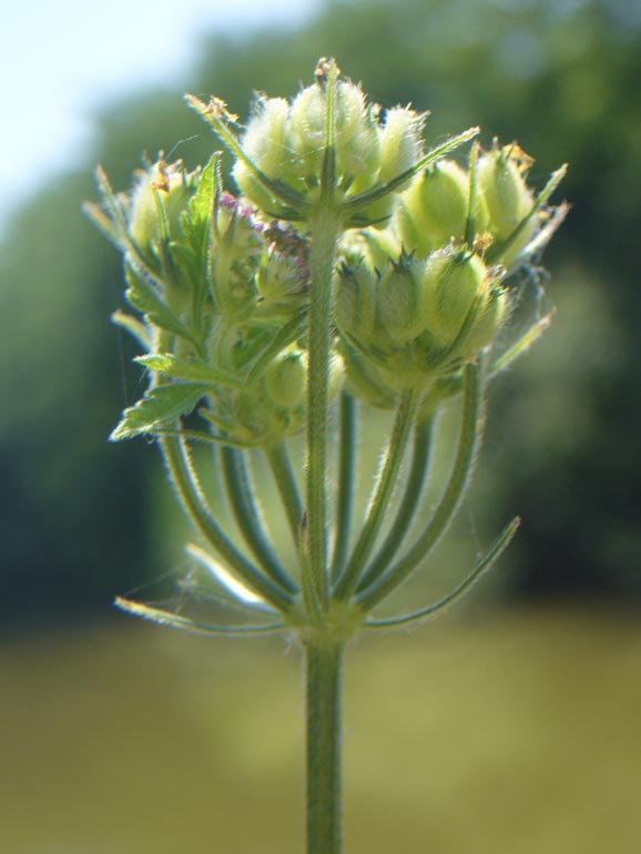 Tordylium maximum / Ombrellini maggiori