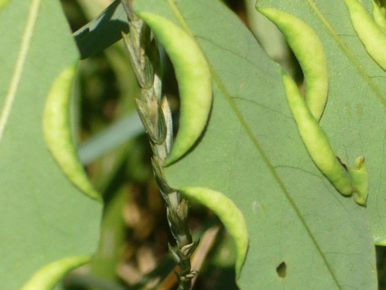 Obolodiplosis robiniae ?