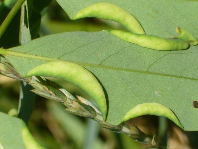 Obolodiplosis robiniae ?