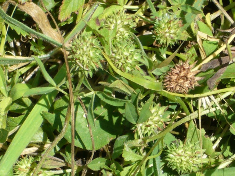 Quale trifolium? Trifolium lappaceum e Trifolium squamosum