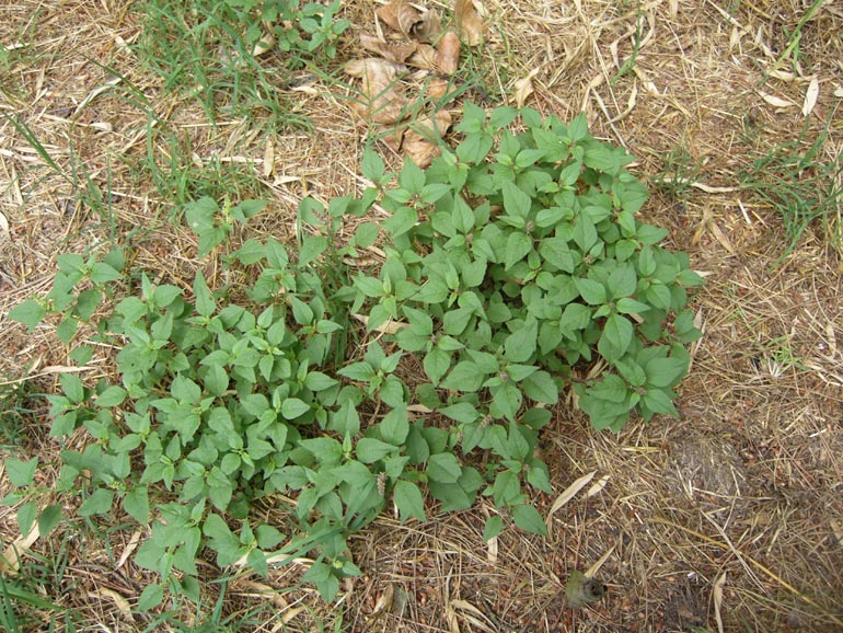 Amaranthus deflexus /  Amaranto prostrato