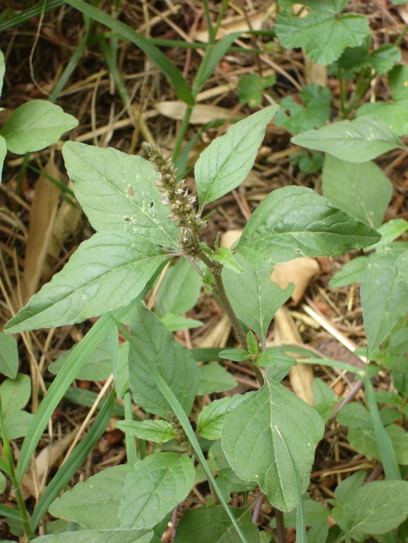 Amaranthus deflexus /  Amaranto prostrato