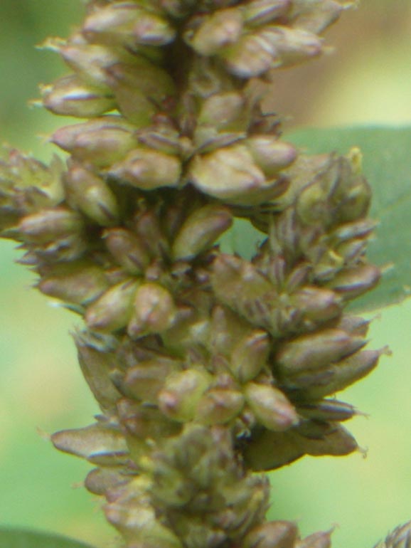 Amaranthus deflexus /  Amaranto prostrato