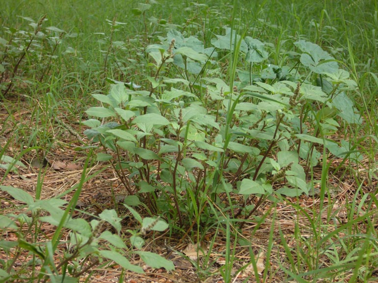 Amaranthus deflexus /  Amaranto prostrato