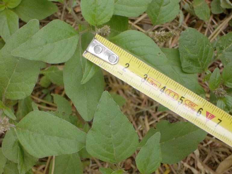 Amaranthus deflexus /  Amaranto prostrato