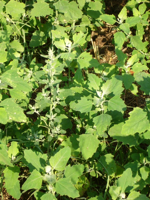 Chenopodium 1