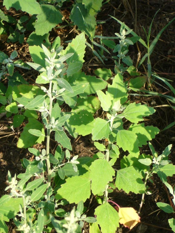 Chenopodium 1