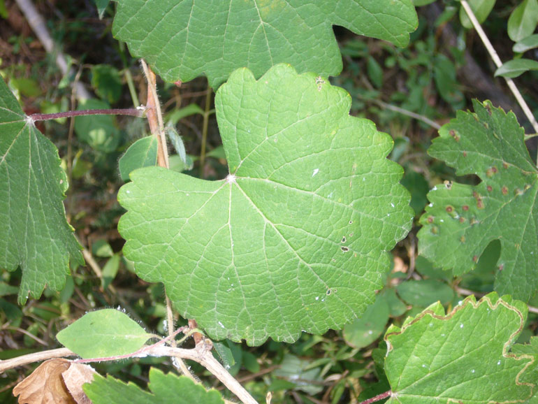 Vitis in pineta San Vitale (RA)