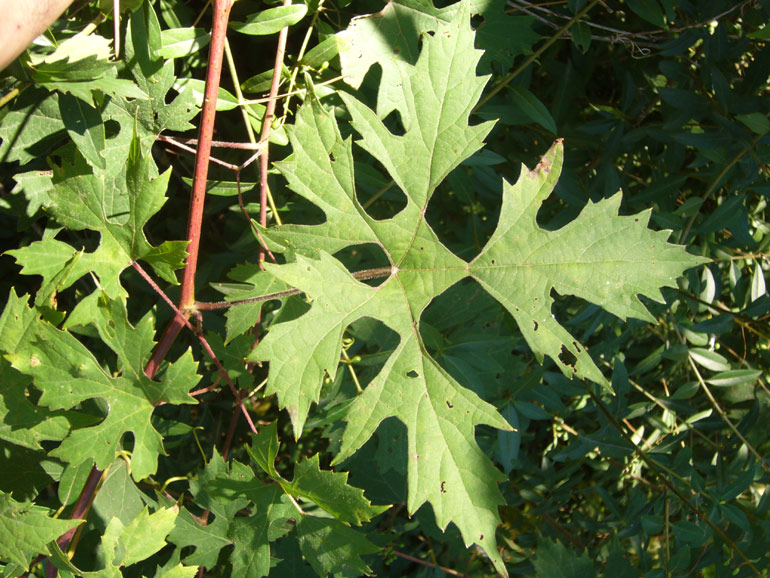Vitis in pineta San Vitale (RA)