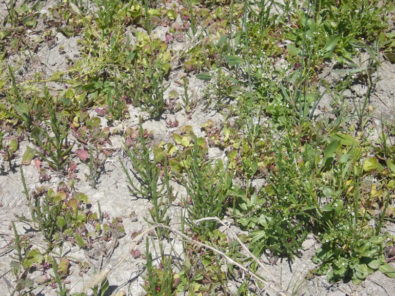 Chenopodium 2 - Chenopodium chenopodioides