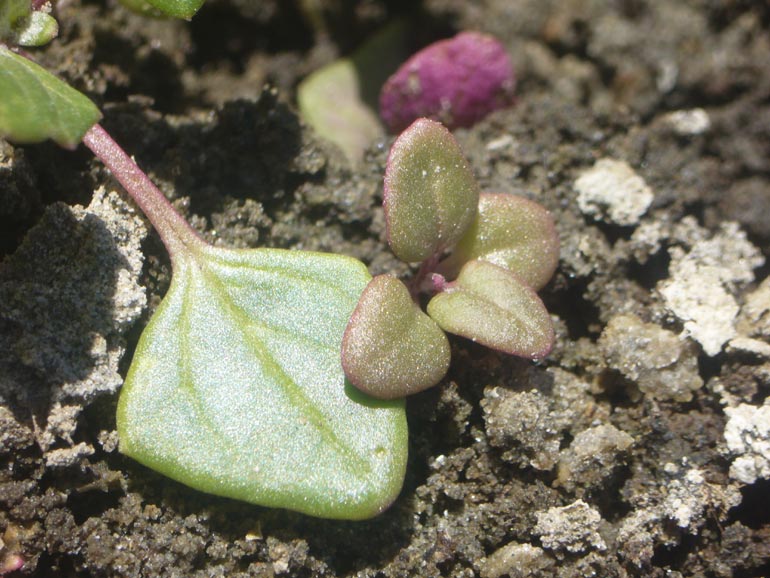 Chenopodium 2 - Chenopodium chenopodioides