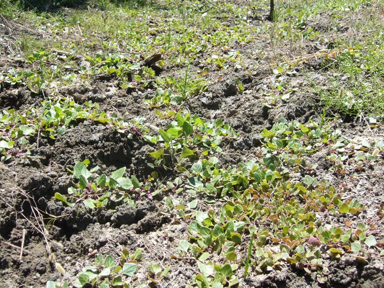 Chenopodium 2 - Chenopodium chenopodioides