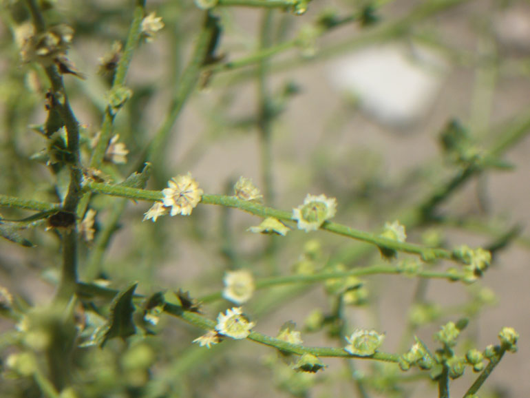 Cycloloma atriplicifolium / Cicloloma comune