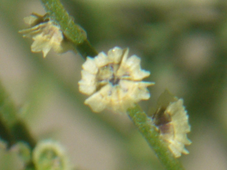 Cycloloma atriplicifolium / Cicloloma comune