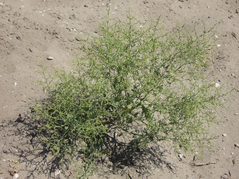 Cycloloma atriplicifolium / Cicloloma comune