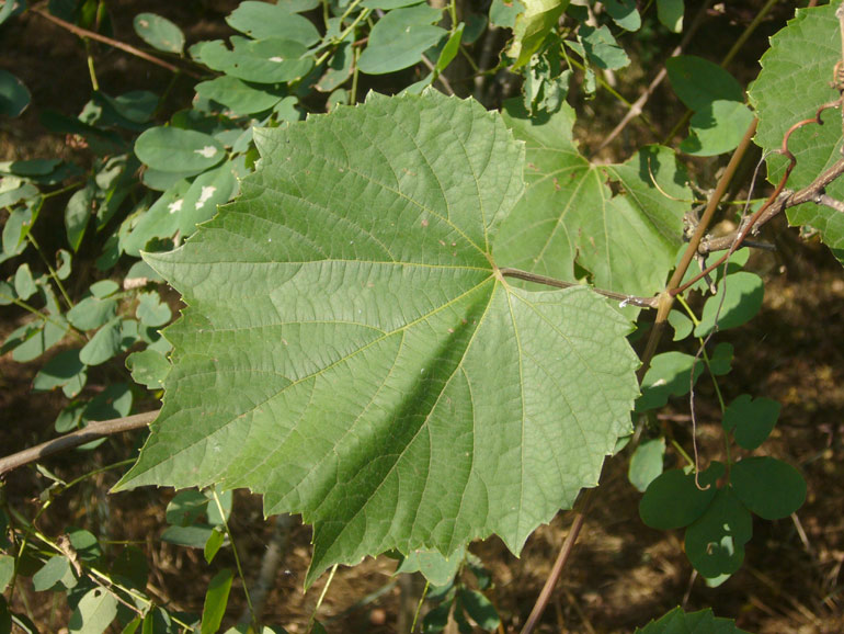 Vitis in pineta San Vitale (RA)