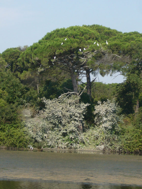 La Pineta di San Vitale (RA)