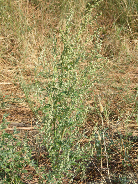 Chenopodium da determinare