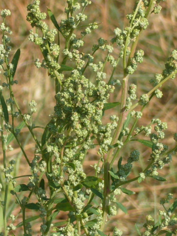 Chenopodium da determinare