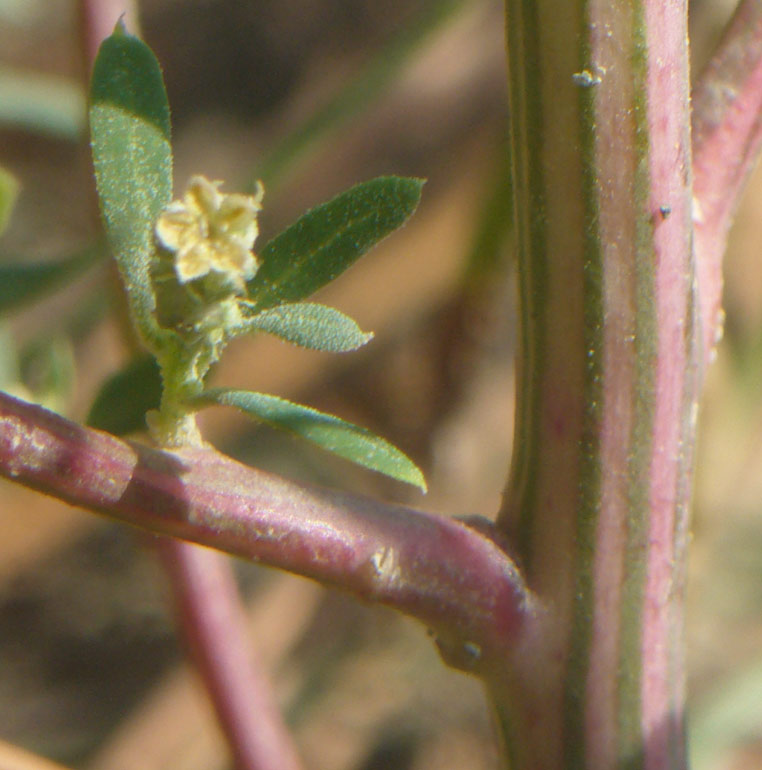 Chenopodium da determinare