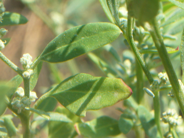 Chenopodium da determinare