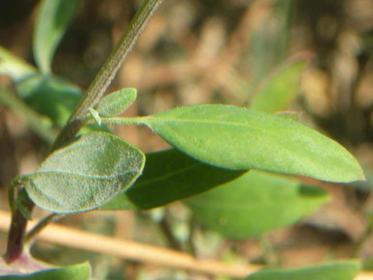 Chenopodium da determinare