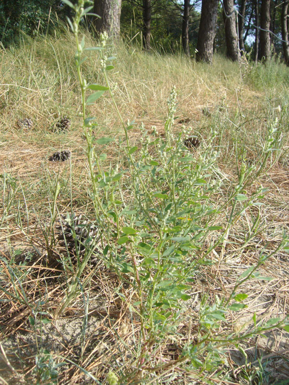 Chenopodium da determinare