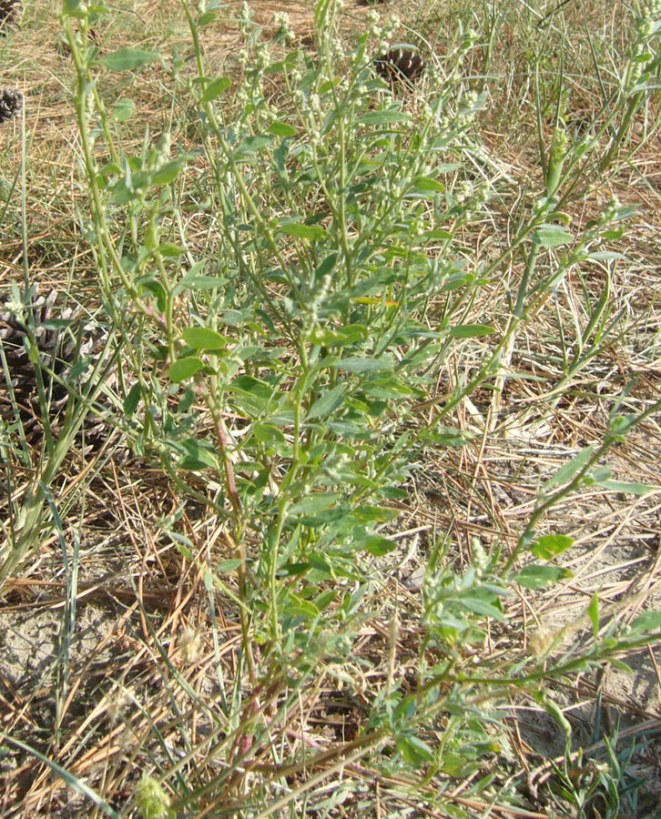 Chenopodium da determinare