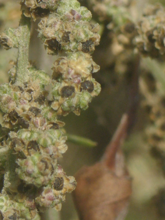 Chenopodium da determinare