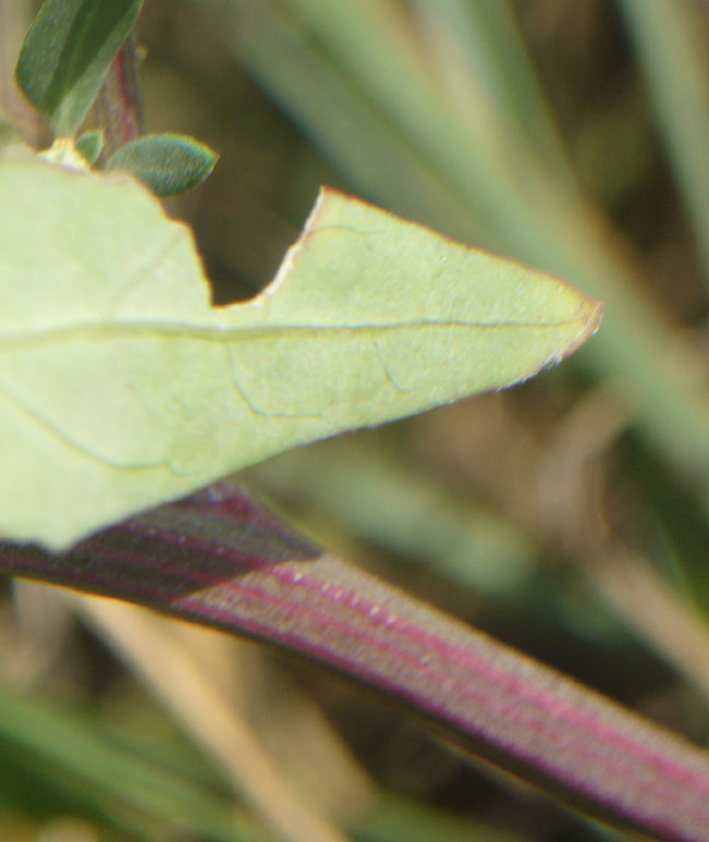 Chenopodium da determinare