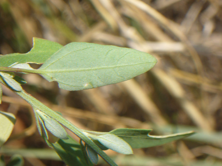 Chenopodium da determinare