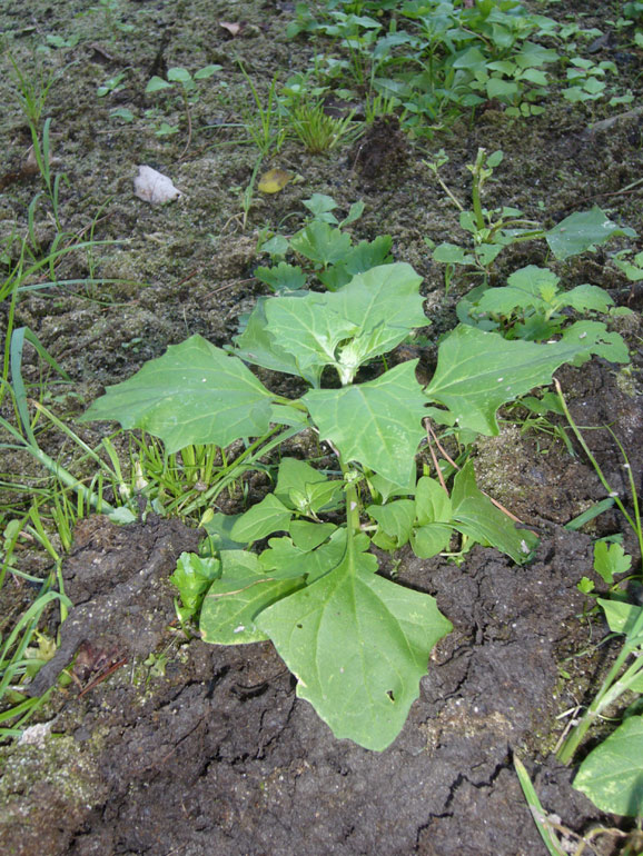 Chenopodium 4