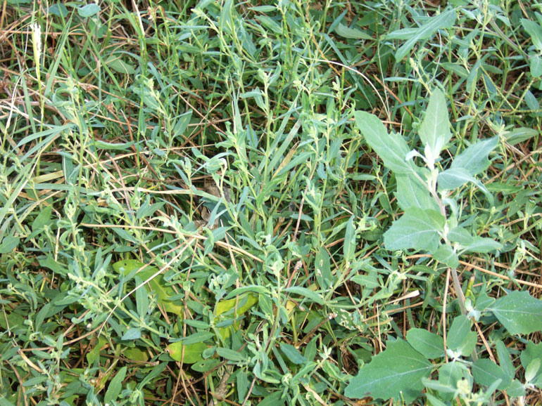 Atriplex patula / Erba corregiola