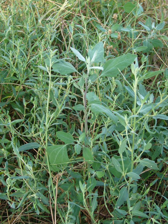 Atriplex patula / Erba corregiola