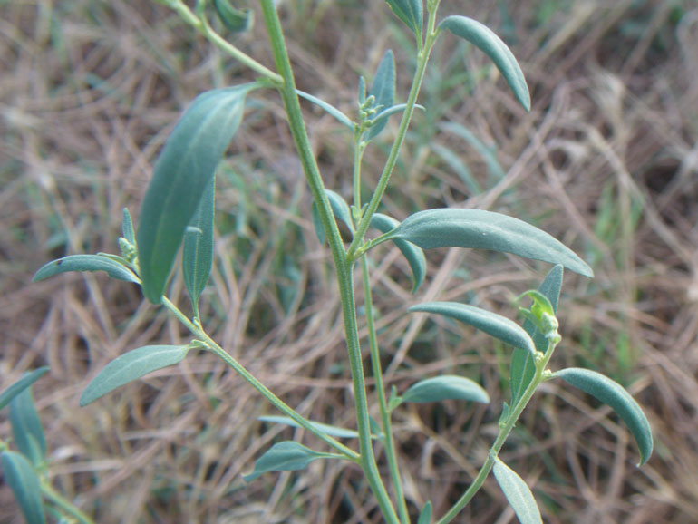 Atriplex patula / Erba corregiola