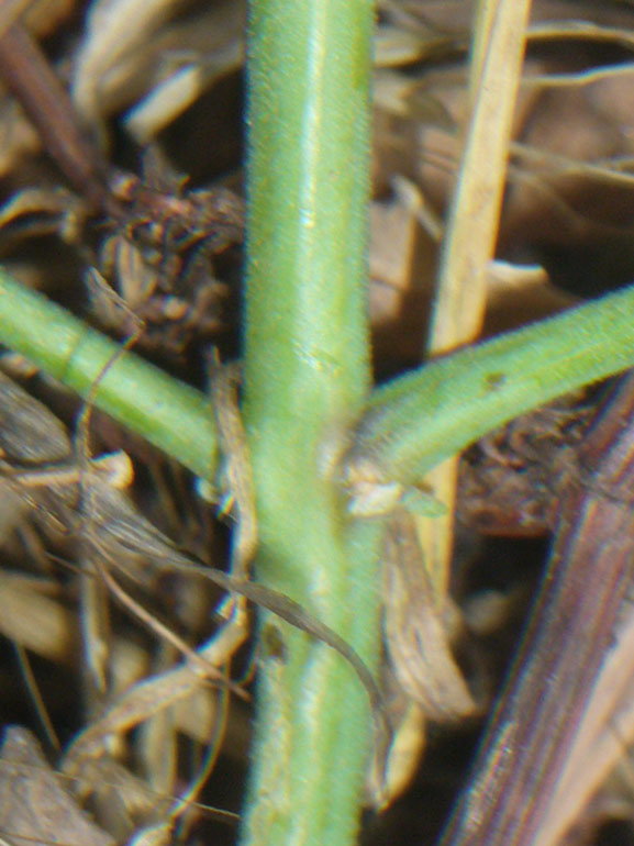 Atriplex patula / Erba corregiola