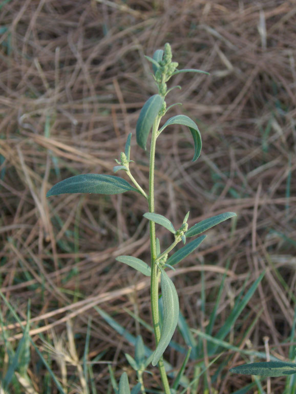 Atriplex patula / Erba corregiola