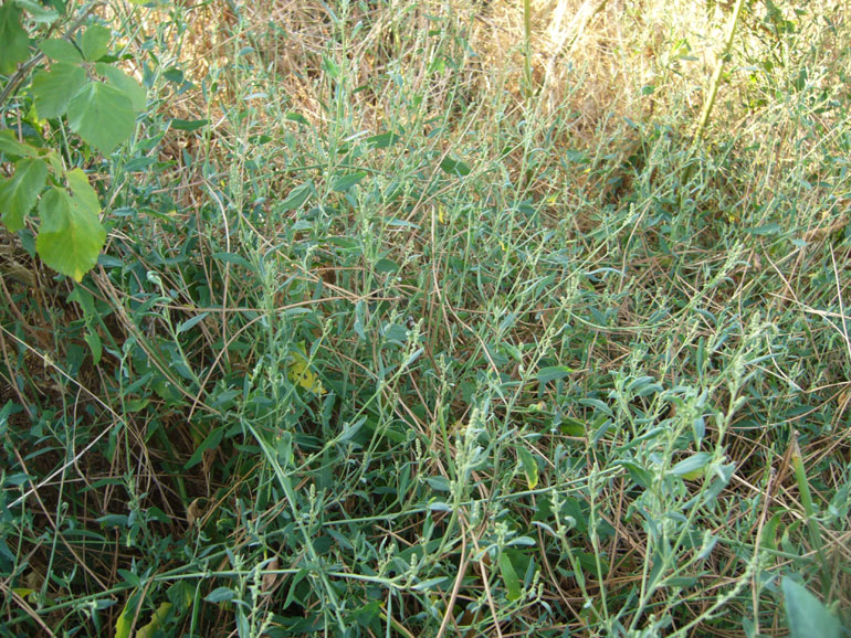 Atriplex patula / Erba corregiola