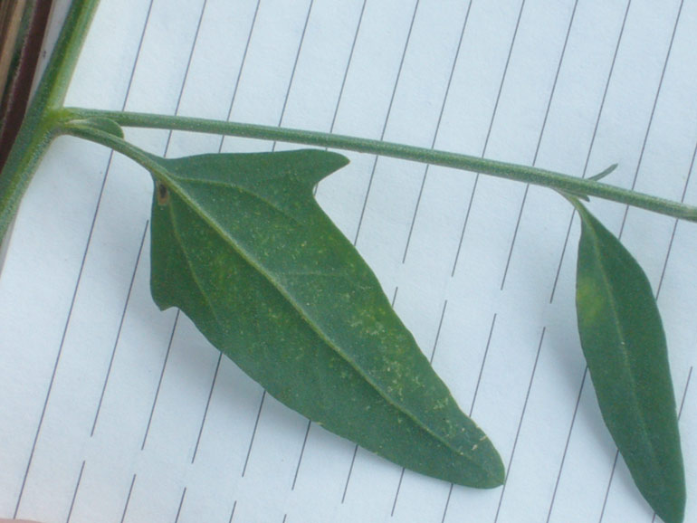 Atriplex patula / Erba corregiola