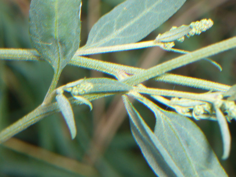 Atriplex patula / Erba corregiola